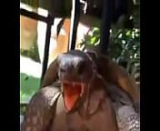 Tartaruga pegando esposa sem d&oacute; nem piedade , pra bater a vida toda from turtle
