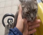 my friend from cats